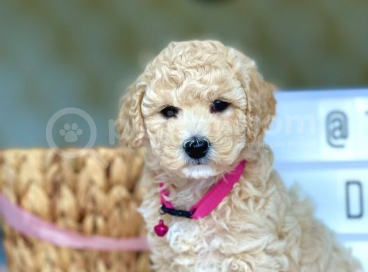 Muhtesem Kalite Toy Poodle Yavrularimiz görsel