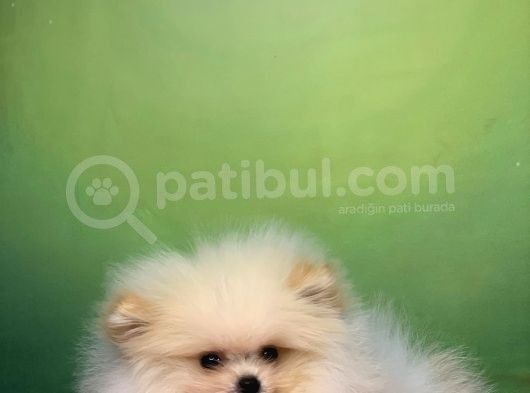 Krem Muhteşem Güzelli̇k Pomerani̇an Boo Kizimiz görsel