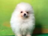Karbeyaz Teddy Bear Pomerani̇an Oğlumuz