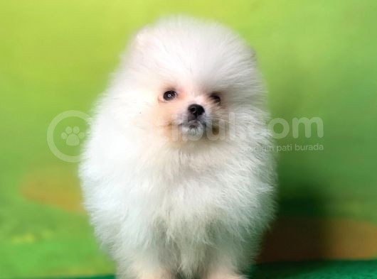 Karbeyaz Teddy Bear Pomerani̇an Oğlumuz görsel