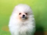 Karbeyaz Teddy Bear Pomerani̇an Oğlumuz
