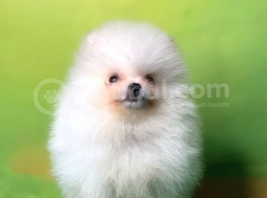 Karbeyaz Teddy Bear Pomerani̇an Oğlumuz