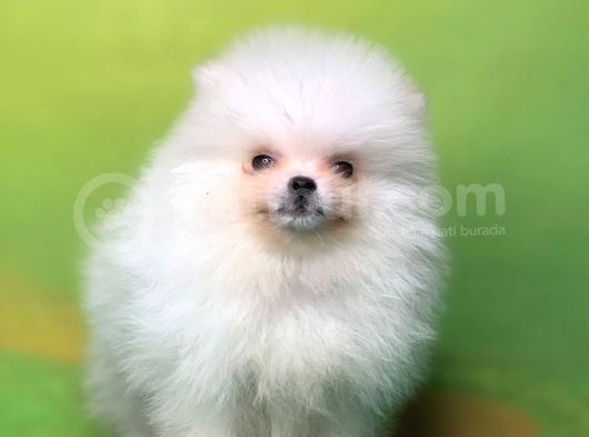 Karbeyaz Teddy Bear Pomerani̇an Oğlumuz görsel