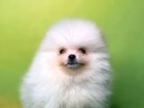 Karbeyaz Teddy Bear Pomerani̇an Oğlumuz