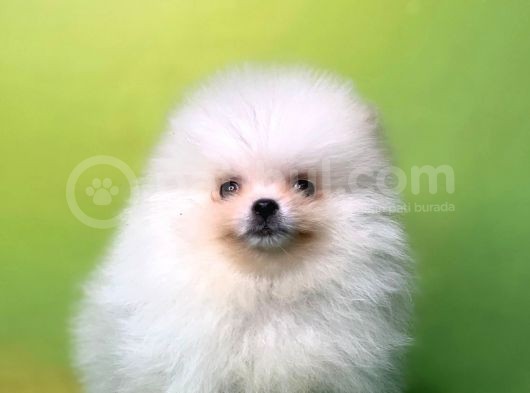 Karbeyaz Teddy Bear Pomerani̇an Oğlumuz görsel