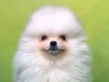Karbeyaz Teddy Bear Pomerani̇an Oğlumuz