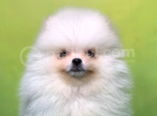 Karbeyaz Teddy Bear Pomerani̇an Oğlumuz görsel