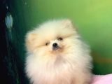 Krem Muhteşem Güzelli̇k Pomerani̇an Boo Kizimiz