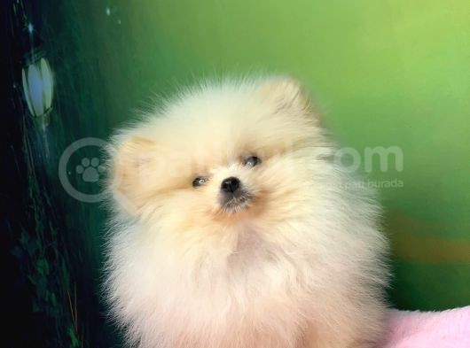 Krem Muhteşem Güzelli̇k Pomerani̇an Boo Kizimiz