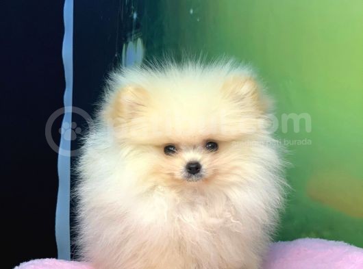 Krem Muhteşem Güzelli̇k Pomerani̇an Boo Kizimiz görsel