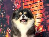 Black  And Tan  8 Aylik Di̇şi̇ Pomerani̇an Boo