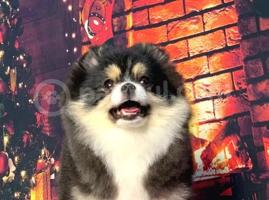 Black  And Tan  8 Aylik Di̇şi̇ Pomerani̇an Boo görsel
