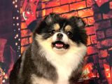 Black  And Tan  8 Aylik Di̇şi̇ Pomerani̇an Boo