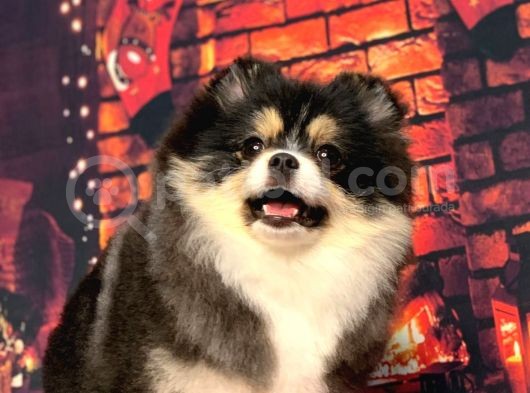 Black  And Tan  8 Aylik Di̇şi̇ Pomerani̇an Boo görsel