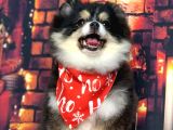 Black  And Tan  8 Aylik Di̇şi̇ Pomerani̇an Boo