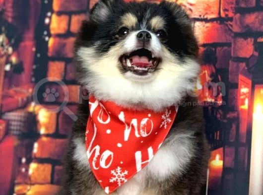 Black  And Tan  8 Aylik Di̇şi̇ Pomerani̇an Boo görsel