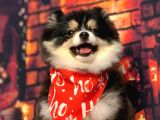 Black  and Tan  8 Aylik Di̇şi̇ Pomerani̇an Boo