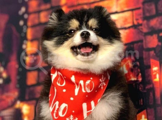 Black  And Tan  8 Aylik Di̇şi̇ Pomerani̇an Boo