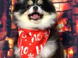 Black  And Tan  8 Aylik Di̇şi̇ Pomerani̇an Boo
