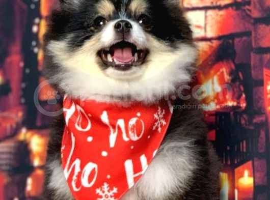 Black  And Tan  8 Aylik Di̇şi̇ Pomerani̇an Boo görsel