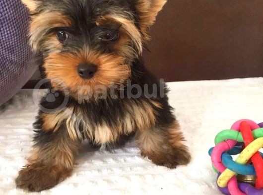 Yorkshire Di̇şi̇ Erkek Teacup Üst Kali̇te Bebekler görsel