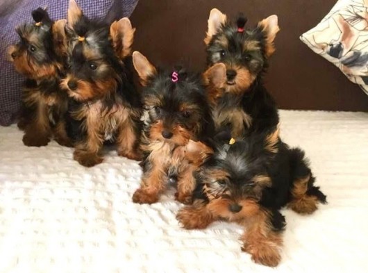 Yorkshire Di̇şi̇ Erkek Teacup Üst Kali̇te Bebekler görsel