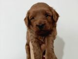 Red Poodle Ayarında Maltipoolarım