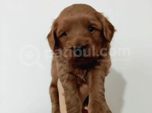 Red Poodle Ayarında Maltipoolarım görsel