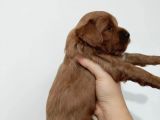 Red Poodle Ayarında Maltipoolarım