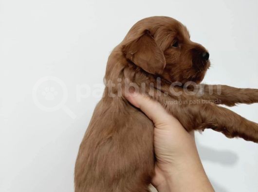 Red Poodle Ayarında Maltipoolarım görsel