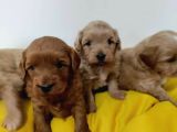 Red Poodle Ayarında Maltipoolarım