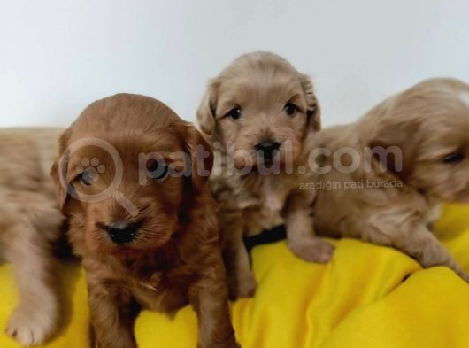 Red Poodle Ayarında Maltipoolarım görsel