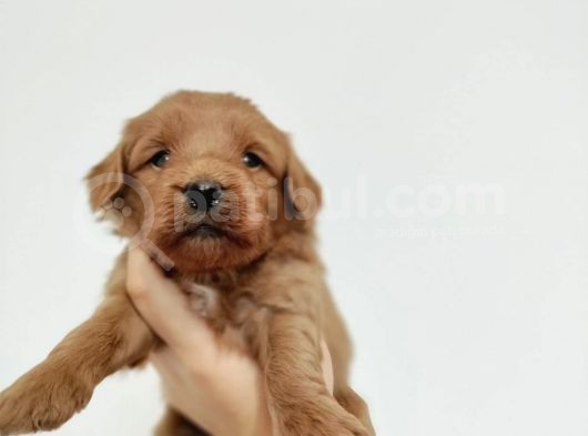 Red Poodle Ayarında Maltipoolarım görsel