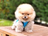 Orjinal Pomeranian Boo Yavrularımız