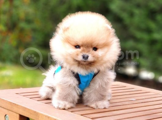 Orjinal Pomeranian Boo Yavrularımız görsel