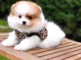 Particolor Nadir Renk Dişi Pomeranian Boo Yavrumuz