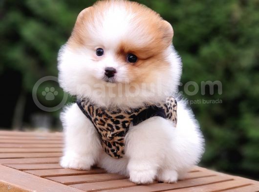 Particolor Nadir Renk Dişi Pomeranian Boo Yavrumuz görsel