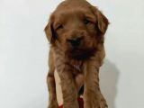 Red Poodle Ayarında Maltipoolarım