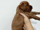 Red Poodle Ayarında Maltipoolarım