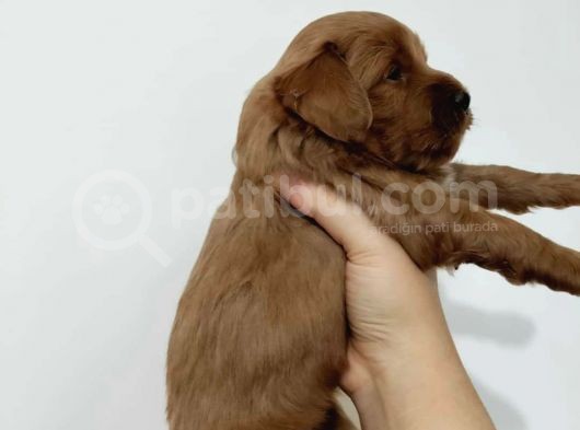Red Poodle Ayarında Maltipoolarım görsel