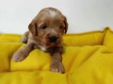 Red Poodle Ayarında Maltipoolarım