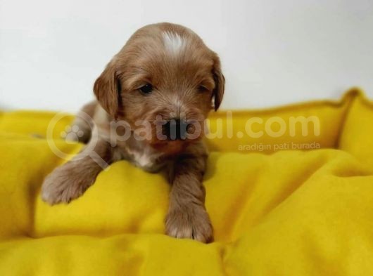 Red Poodle Ayarında Maltipoolarım görsel