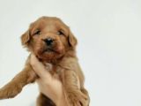 Red poodle Ayarında Maltipoolarım