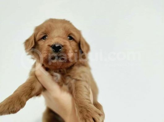 Red Poodle Ayarında Maltipoolarım