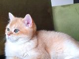 Zümrüt Gözlü Muhteşem Kalite British Shorthair Golden Point