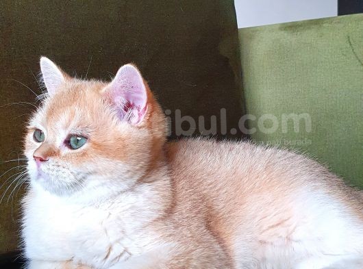 Zümrüt Gözlü Muhteşem Kalite British Shorthair Golden Point görsel