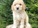 A Kalite Poodle Yavrular