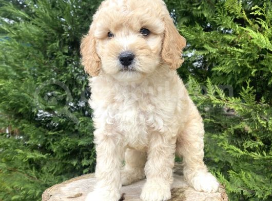 A Kalite Poodle Yavrular
