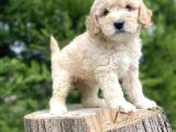 A Kalite Poodle Yavrular