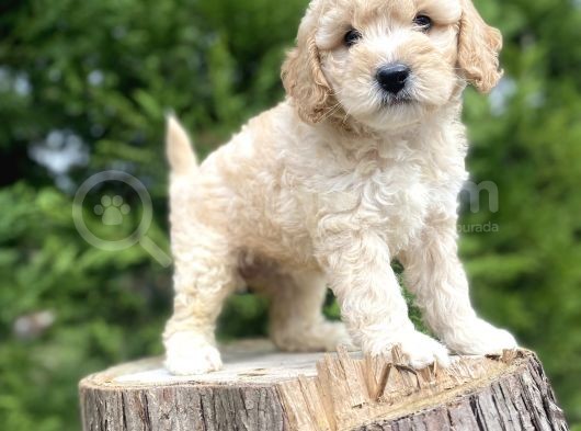 A Kalite Poodle Yavrular görsel